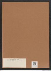 Fragilaria sp. (de-Toni-Nr.: Genus 73) Zeichnungen Sammlung Grunow Mappe 02965 (Herbarium_W_Grunow_drawings_Folder_02965)